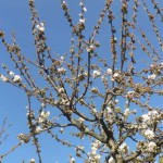 Frühling - Obstblüte
